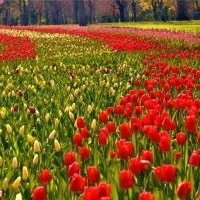 Au Château de Cheverny, un demi million de tulipes pour un anniversaire<small class="fine d-inline"> </small>!