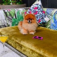 Le tourisme animalier en vogue<small class="fine d-inline"> </small>! Hotels[.]com vient en aide aux animaux de compagnie - Victimes inattendues du Brexit