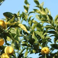 Malongo dévoile son millésime 2023 café du Laos au citron de Menton