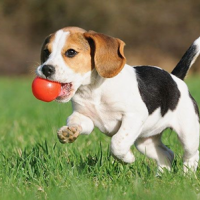 Azureva un nouveau village qui a du chien
