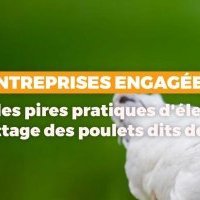 Popeyes renforce son engagement en faveur du bien-être animal et annonce rejoindre l'European Chicken Commitment