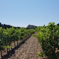  Première mise en bouteille de la saison du Domaine Ile des Embiez (Var)
