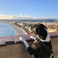 Remise du label Pet Friendly par l'OTM Nice Côte d'Azur au groupe 3A Hôtels La Collection, Nice