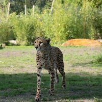 Ce week-end au Zoo de La Flèche : nouvel environnement pour les guépards et 1<sup class="typo_exposants">ers</sup> hôtes au Safari Suite