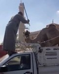 Une victoire pour les vacances<small class="fine d-inline"> </small>! Marriott arrête de vendre des excursions impliquant des animaux près des pyramides suivant des révélations de PETA