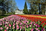 A Cheverny, 350 000 tulipes pour fêter le printemps et la nouvelle tulipe «<small class="fine d-inline"> </small>Château de Cheverny<small class="fine d-inline"> </small>»