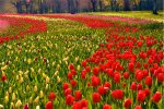 Au Château de Cheverny, un demi million de tulipes pour un anniversaire<small class="fine d-inline"> </small>!