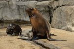 Carnet rose au Parc zoologique de Paris : naissance d'une otarie de Patagonie 
