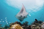 L'InterContinental Maldives Maamunagau Resort obtient le statut d'Important Shark & Ray Area (ISRA)