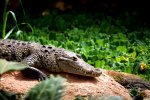 La ferme aux crocodiles – un site en plein boom