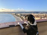 Pour le Carnaval, le groupe niçois 3A Hôtels La Collection s'engage pour le tourisme canin