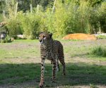 Ce week-end au Zoo de La Flèche : nouvel environnement pour les guépards et 1<sup class="typo_exposants">ers</sup> hôtes au Safari Suite