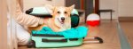 Animalis et Homair s'associent pour des vacances Dog Friendly 