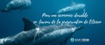 RespectOcean et les membres de son groupe de travail lancent un «<small class="fine d-inline"> </small>Manifeste pour des pratiques touristiques engagées, durables et respectueuses de la biodiversité marine<small class="fine d-inline"> </small>»