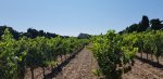  Première mise en bouteille de la saison du Domaine Ile des Embiez (Var)