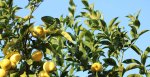 Malongo dévoile son millésime 2023 café du Laos au citron de Menton