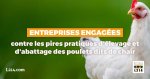 Popeyes renforce son engagement en faveur du bien-être animal et annonce rejoindre l'European Chicken Commitment