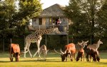 Réouverture des lodges du Zoo de La Boissière-du-Doré près de Nantes : une expérience immersive et pédagogique face aux girafes, rhinocéros et zèbres