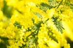 La Fête du Mimosa n'aura pas lieu mais Mandelieu reste la Capitale du Mimosa
