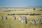 Marriott International étend son portefeuille de camps de safaris de luxe au Kenya avec les marques The Ritz-Carlton et JW Marriott 